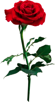 rose